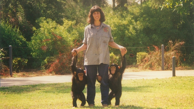 השימפנזים שוקו ולבן עם עינת (צילום: עינת מטלון)
