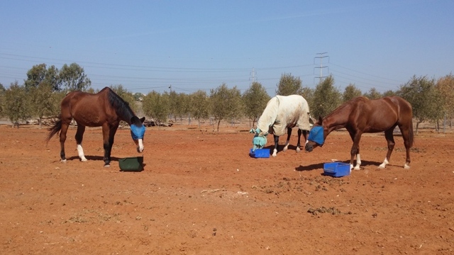 היכולת לחלוק מזון בחצר הסוסים (צילום: אילת אלקיים)